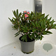 Rhododendron 'Tortoiseshell Orange' 40-50 cm P23 B kwaliteit