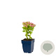 Sedum spectabile 'Brillant' GM  P11