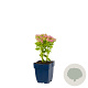 Sedum spectabile 'Brillant' GM  P11
