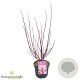 Cornus alba Miracle 40-60 cm 3,0L