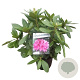 Rhododendron 'Cosmopolitan' 30-40 cm 5,0L struik