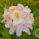 Rhododendron (AM) 'Möwe' 50-60 cm 10L