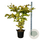 Acer pal. 'Summer Gold' 125-150 cm 30L extra