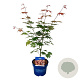 Fagus syl. 'Atropunicea' 100-125 cm wortelgoed 1/2
