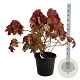 Hydrangea querc. 'Alice' 80-100 cm 30L extra