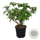Hydrangea querc. 'Alice' 80-100 cm 30L extra