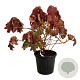 Hydrangea querc. 'Alice' 80-100 cm 30L extra