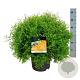 Thuja occ. Fire Chief 40-50 cm 6L