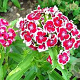 Dianthus allw. 'Alice' GM P9