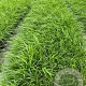 Hakonechloa macra GM 2,0L