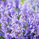 Nepeta 'Walker's Low' plantgoed P9