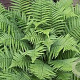 Dryopteris filix mas 'Femina' GM P9
