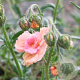 Helianthemum 'Peach' GM P9