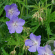 Geranium pratense GM P9