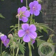 Geranium pratense GM P9