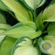 Hosta 'June' GM P9