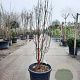 Acer griseum 200-250 cm 50L