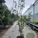 Acer griseum 200-250 cm 50L