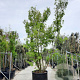 Acer palmatum 450-500 cm container solitair