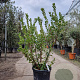 Arbutus unedo 150-175 cm 45L