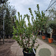 Arbutus unedo 150-175 cm 45L