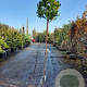 Arbutus unedo 180 cm stam container 8-10