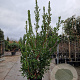 Arbutus unedo 200-250 cm 45L