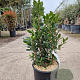 Arbutus unedo 50-60 cm 10L