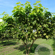 Catalpa bignonioides 'Aurea' 350-400 cm draadkluit meerstammig