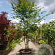Carpinus betulus 350-400 cm container meerstammig extra