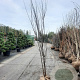 Cercis siliquastrum 250-300 cm draadkluit meerstammig solitair
