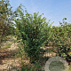 Cercis siliquastrum 250-300 cm draadkluit meerstammig solitair