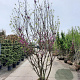 Cercis siliquastrum 250-300 cm draadkluit meerstammig solitair