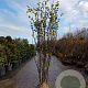 Cercis siliquastrum 250-300 cm draadkluit meerstammig solitair