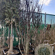 Cercis siliquastrum 300-350 cm container meerstammig