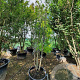 Cercis siliquastrum 300-350 cm container meerstammig
