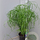Cyperus alternifolius gm 4,0L