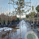 Elaeagnus ebbingei 160 cm stam container 6-8 lei 150x120