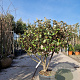 Elaeagnus ebbingei 80-100 cm 3,0L meerstammig