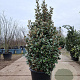 Elaeagnus ebb. 'Compacta' 140-160 cm 50L