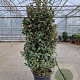 Elaeagnus ebb. 'Compacta' 175-200 cm 50L