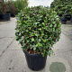 Elaeagnus ebb. 'Compacta' 60-80 cm 35L bol