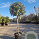 Elaeagnus ebb. 'Compacta' 80 cm stam container bol 50-60