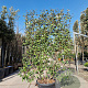 Elaeagnus ebb. 'Compacta' GM container scherm lei 120x150
