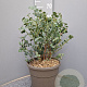 Eucalyptus pulverulenta 'Baby Blue' 30-40 cm 10L