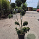 Ilex crenata 'Kimmei' 120-140 cm container paraplu