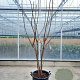 Koelreuteria paniculata 175-200 cm container meerstammig