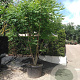 Koelreuteria paniculata 300-350 cm container meerstammig