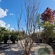 Lagerstroemia Dynabite 250-300 cm draadkluit meerstammig solitair