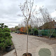 Lagerstroemia indica 160 cm stam container 8-10